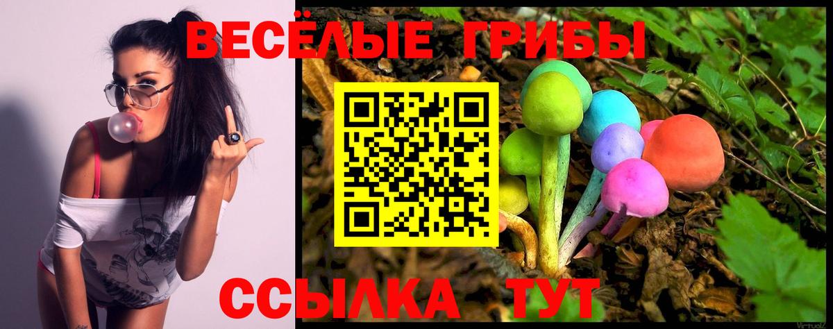 Псилоцибиновые грибы Psilocybe Елец